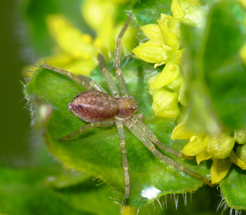 Runcinia grammica - Philodromus sp.